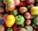 tomatoes_lg
