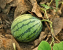 watermelonaelon