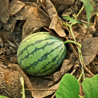 watermelonaelon