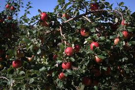 Mike Buckler Produce