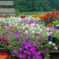 Russell Farms & Greenhouses