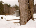 s_and_s_maple_camp_sap-maple-trees